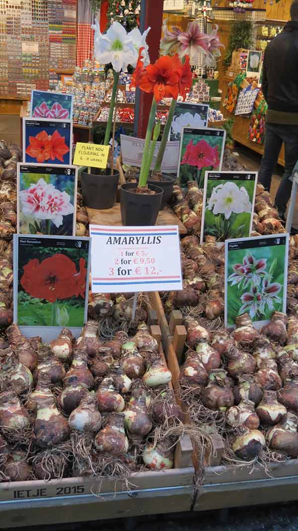 flowers1