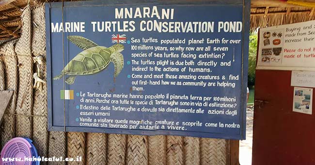marine-turtles