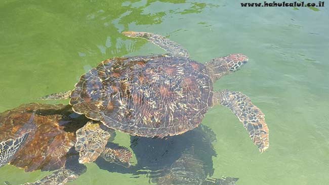 marine-turtles5